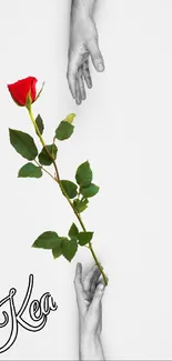 Minimalist wallpaper with red rose and hands on white background.