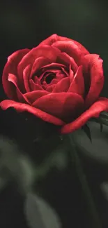 Single elegant red rose in focus, dark floral background.