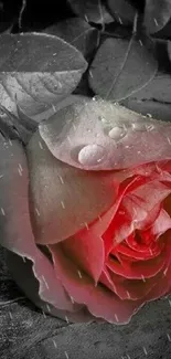 Red rose with monochrome background mobile wallpaper.