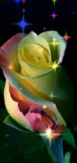 Yellow and pink rose on dark background.