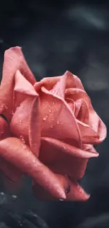 Elegant pink rose with dewdrops on petals against a dark background.