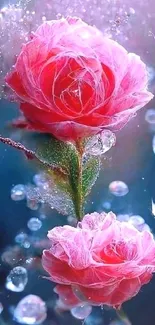 Vibrant pink roses with water droplets.