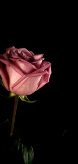 Pink rose on a black background, elegant and simple design.