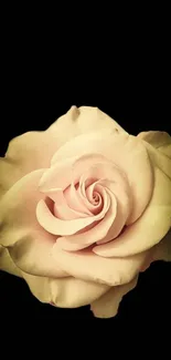 Light pink rose against a black background, elegant mobile wallpaper.