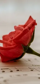 Red rose on musical notes background.