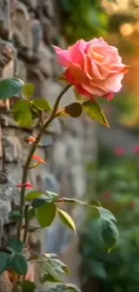 A pink rose blooming against a stone wall at sunset.