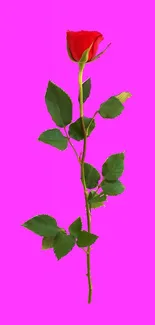 Red rose with green leaves on a vibrant pink background.