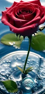 Red rose floating on blue water, elegant mobile wallpaper.