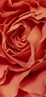 Close-up of vibrant orange rose petals for mobile wallpaper.