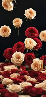 Elegant red and cream roses in bloom on a dark background.