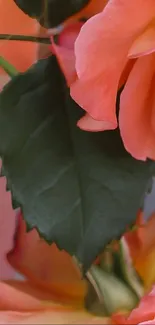 Coral rose petals with green leaves wallpaper.