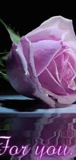 Pink rose with reflection in water on a dark background.