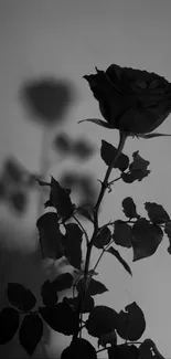 Black and white rose shadow on a wall.