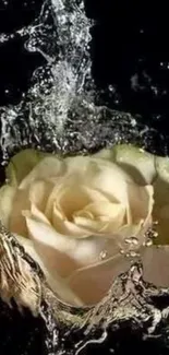 Delicate white rose in water splash on dark background wallpaper.