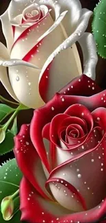 Elegant red and white roses wallpaper with green leaves for mobile.