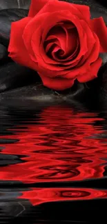 Red rose reflecting on water with black stones.