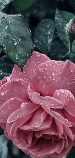 Pink rose with dew drops on green leaves, elegant nature wallpaper.