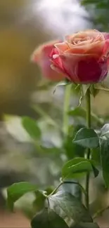 Close-up of an elegant rose with green leaves and soft focus background.