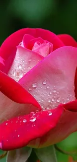 Close-up of a vibrant red rose with dew.