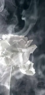 White rose with mystical smoke on dark background.