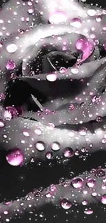 Black and white rose with pink droplets wallpaper.