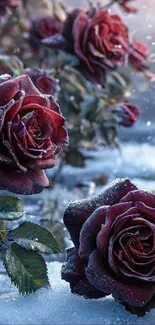 Deep red roses covered in snowflakes in winter.