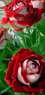 Elegant red roses with green leaves wallpaper.