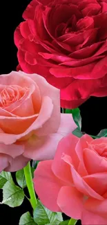 Elegant red and pink roses with a black background wallpaper.