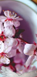 Sakura blossoms on a mobile wallpaper, highlighting delicate pink petals.