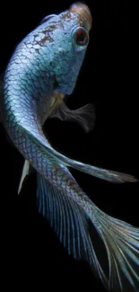 Elegant sapphire fish on a black background wallpaper