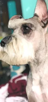 Schnauzer dog with elegant fur profile.