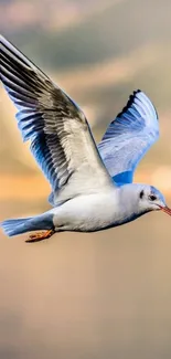 Graceful seagull soaring in a clear blue sky.