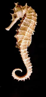 Seahorse on a dark black background, elegant and detailed design.