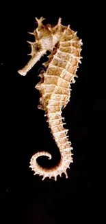 Seahorse on a black background mobile wallpaper.