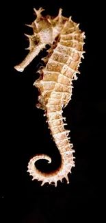 Elegant seahorse on a black background.