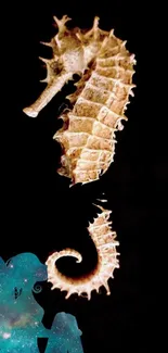 Detailed seahorse on a black background, creating a striking mobile wallpaper.