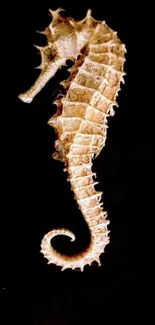 Elegant seahorse on a black background mobile wallpaper.