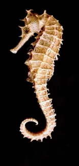 A seahorse displayed on a black background, ideal for mobile wallpaper.