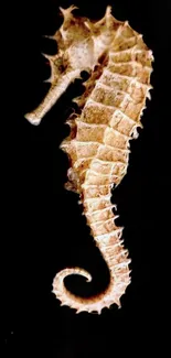 Elegant seahorse on black background wallpaper.