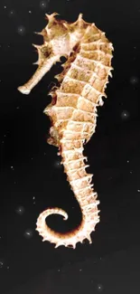 Elegant seahorse on dark background wallpaper for mobile.