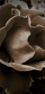 Elegant sepia rose wallpaper in brown tones for mobile backgrounds.