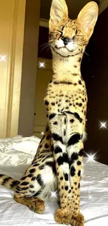 Elegant serval cat sitting on a bed, showcasing its spots and unique look.