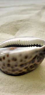 Close-up of a seashell resting on sandy beach.