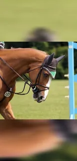 A graceful show jumping horse against a green field backdrop.