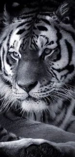 Black and white Siberian tiger wallpaper, elegant and bold.