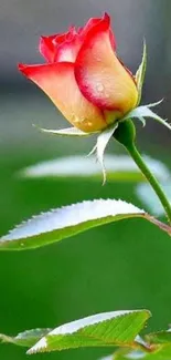 Close-up of a single dewy rose against a green background.