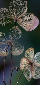 Delicate skeleton leaves in earthy colors, perfect for a stylish wallpaper.