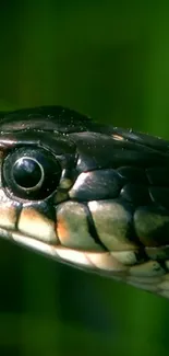 Close-up shot of a snake's head with a green background.