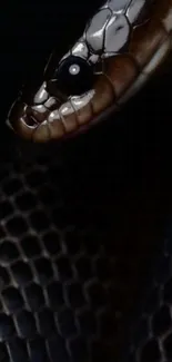 Close-up of a snake with dark scales and a glossy black eye set against a deep background.