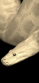 Sepia-toned snake on dark background displaying intricate scales.